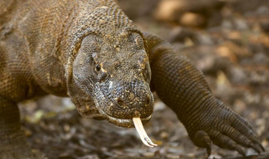 Over 900 Species Extinct, Komodo Dragon Declared Endangered | NewsClick