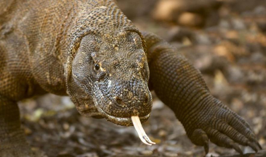 Over 900 Species Extinct, Komodo Dragon Declared Endangered | NewsClick Over 900 Species Extinct, Komodo Dragon Declared Endangered | NewsClick