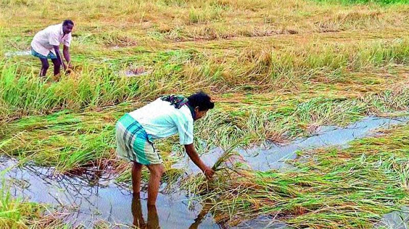 Bihar: Thousands of Farmers in Dire Straits After Heavy Rains in October Damage Standing Paddy Crop