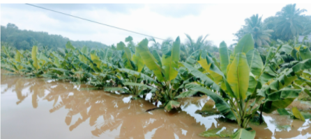 Banana crops flooded by severe rains near Marthandam in Kanyakumari district. 