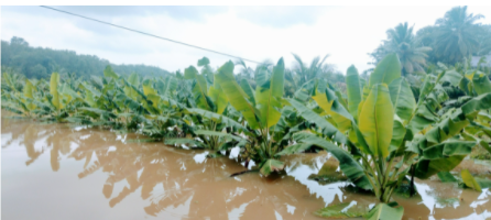 Banana crops flooded by severe rains near Marthandam in Kanyakumari district.