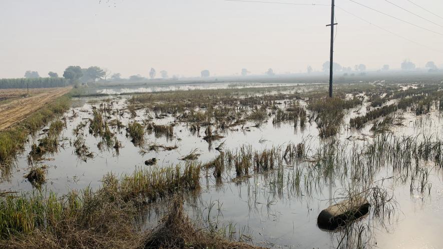 Waterlogging, Crop Damage, Govt Apathy: Three-Pronged Affliction of Haryana Farmers