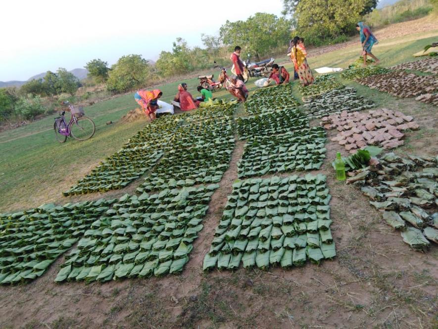Tribal women have sun-dried kendu leaves after plucking from their forests (Photo courtesy- Vasundhara)
