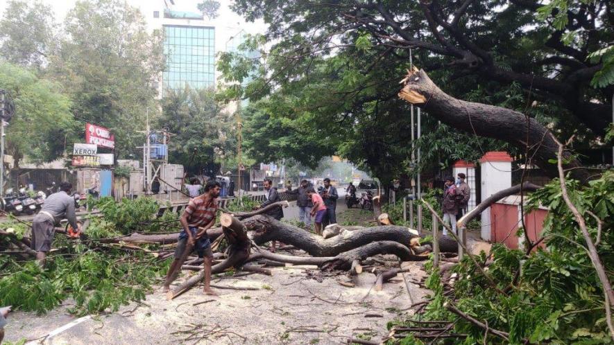 Felling a fallen tree. Image Courtesy: Greater Chennai Corporation
