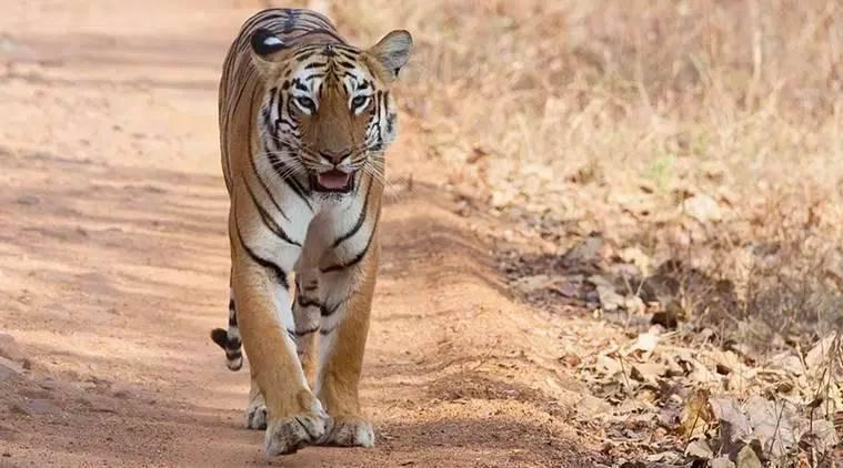 MP: Over 30 Tigers Have Left Panna Reserve in Recent Years to find new Territory, Says Official