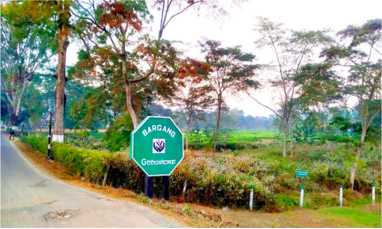 The Bargang Tea Estate in Behali, Assam. This tea garden is owned by Goodricke.