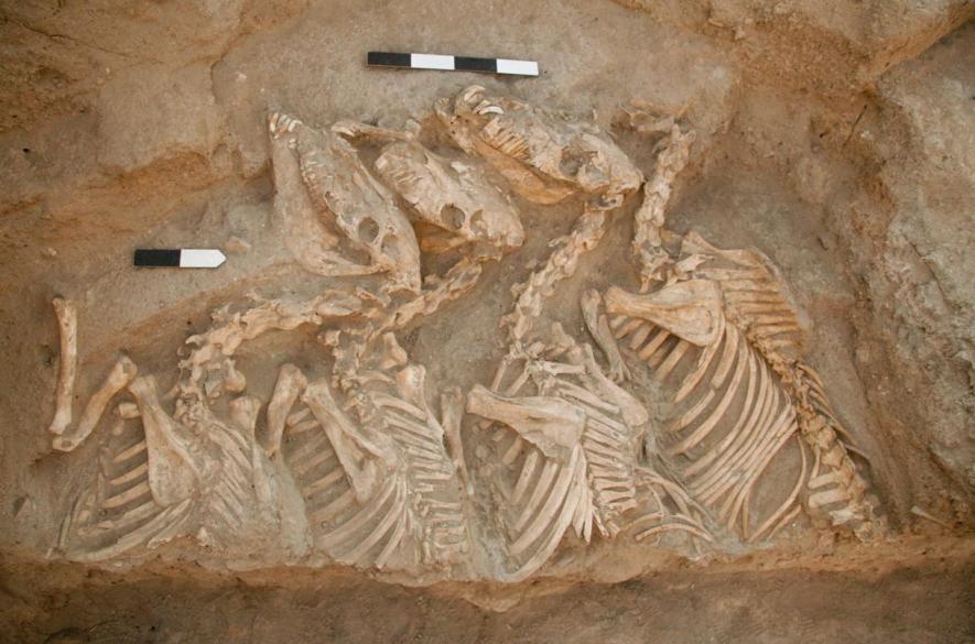 Animal Bones Excavated from Tell Umm el-Marra, Aleppo, Syria. Image taken from Science and is for representational use only. 