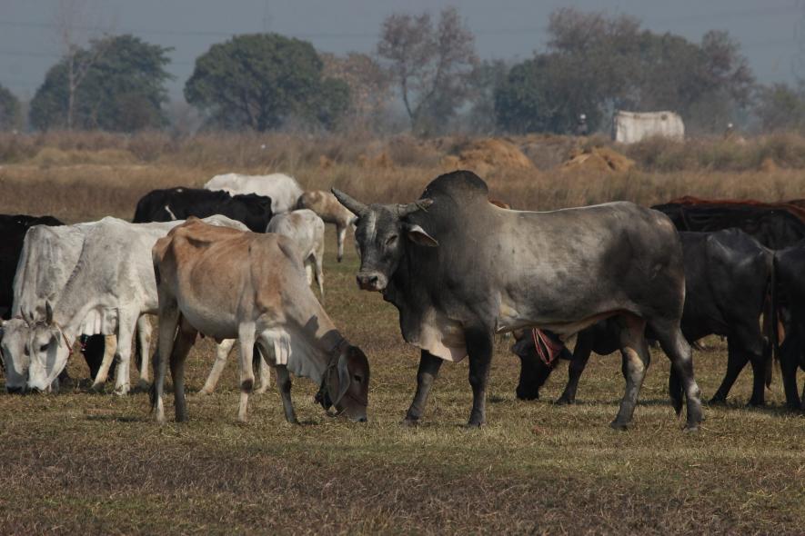 Stray Cattle in Uttar Pradesh