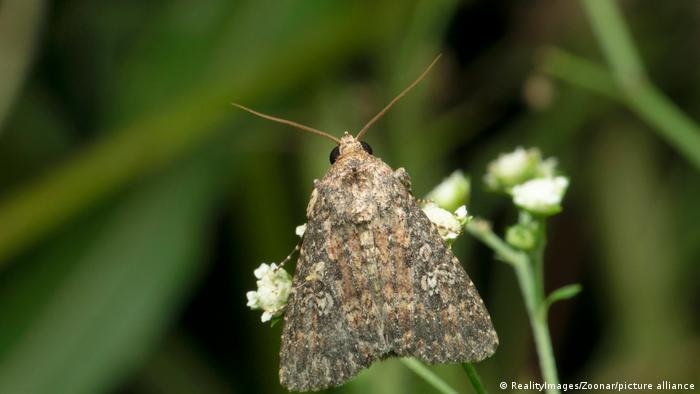 The distinctive pattern of a peppered moth — one which did not evolve to be black