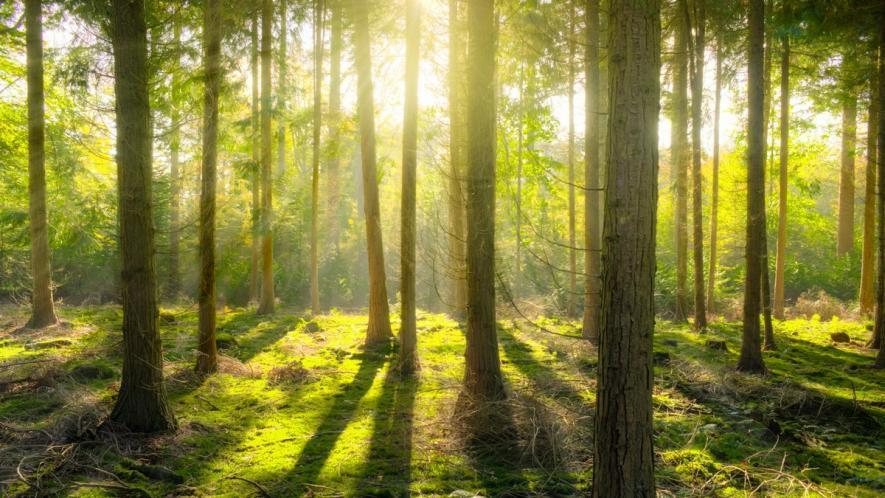 Government Plundering Environment, Ecology to Benefit Corporate Entities