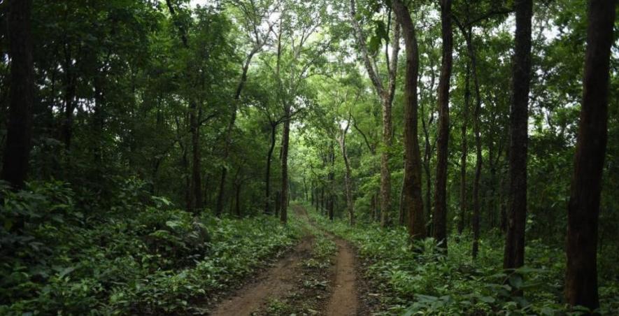 Indian forests