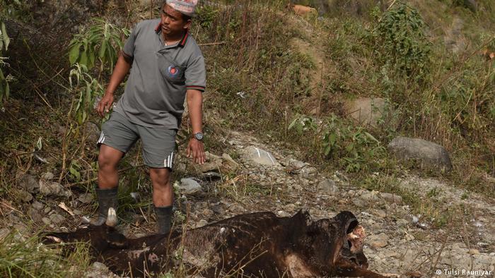 In the 1990s vulture populations collapsed in Nepal