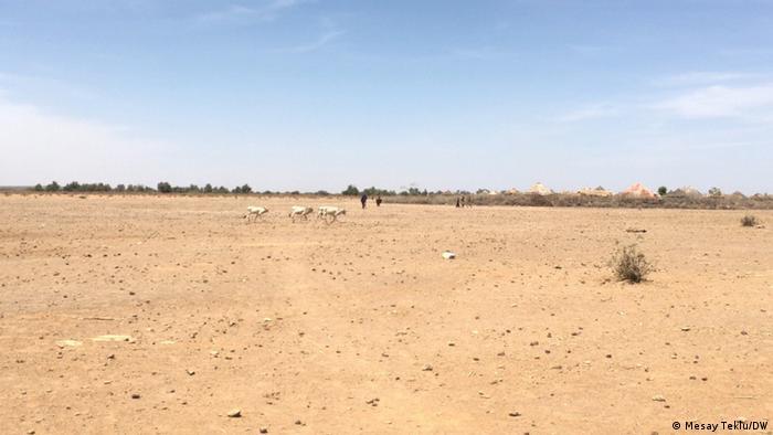 There is little left for animals to eat on the dry, dusty plains