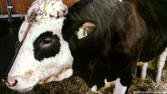 Can Genetic Engineering Make Meat Sustainable? | NewsClick Can Genetic Engineering Make Meat Sustainable? | NewsClick