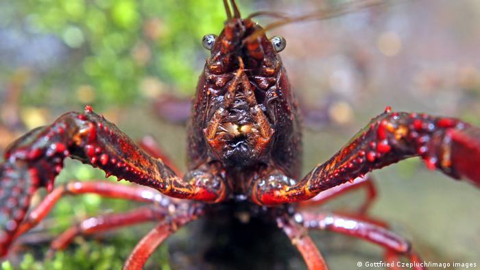 If the UK's new animal welfare law is passed, crayfish, octopuses and their relatives will enjoy higher levels of protection