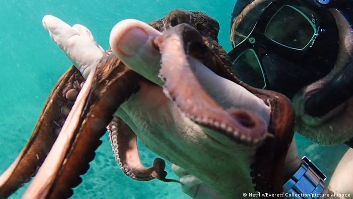 Scuba divers like filmmaker Craig Foster say octopuses are highly curious creatures