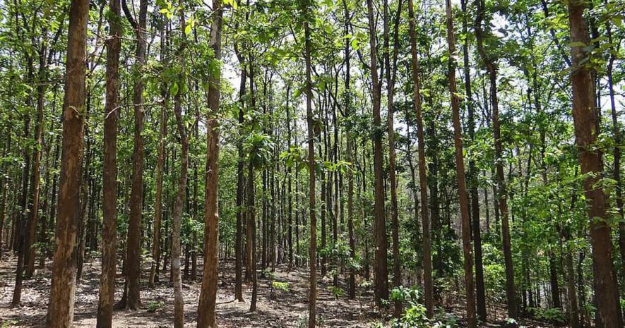 Climate Mitigation: Research Shows Native Forests More Beneficial Than Monoculture Plantation