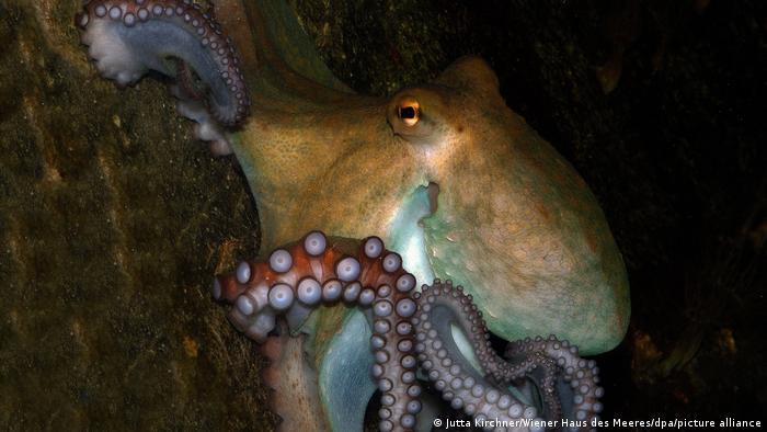 Octopuses can change their color and blend in with the environment