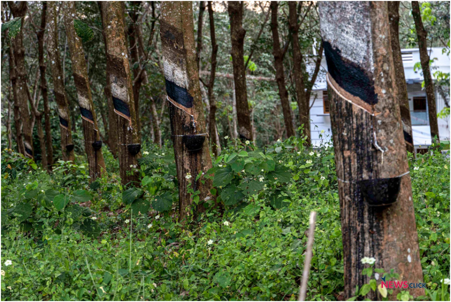 Rubber Plantations Losing Sheen in Kanyakumari, Trade Union Seek Govt Attention