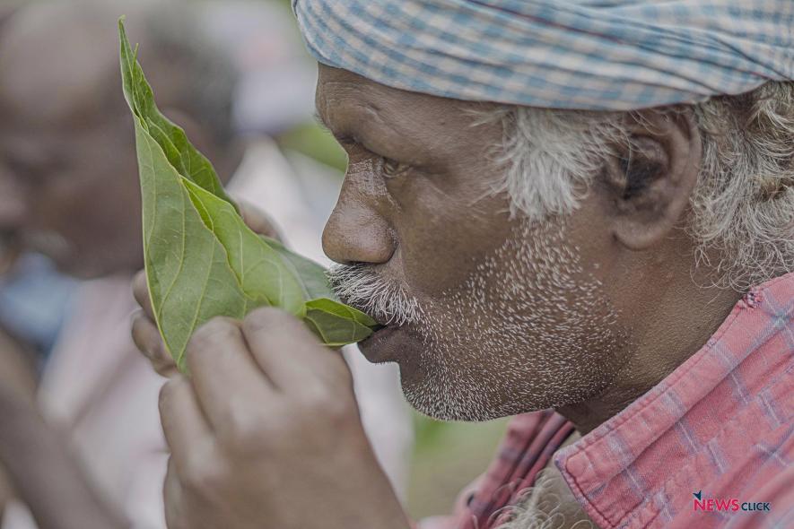 A worker sips tea from a leaf.