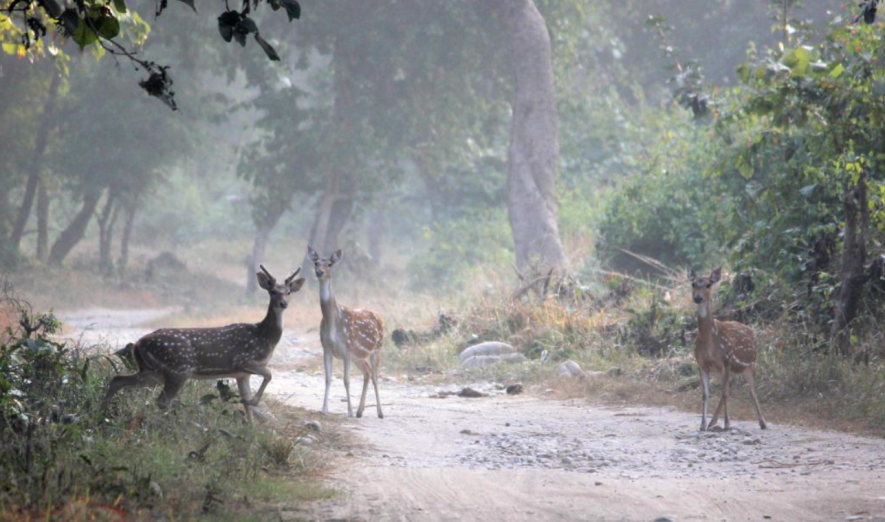 Modi Govt Slashes Wildlife Habitat Funding by 47%  in 3 Years: Report