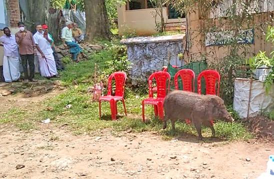 Centre Rejects Kerala's Plea to Declare Wild Boar as Vermin Despite Crop  Loss, Attacks | NewsClick