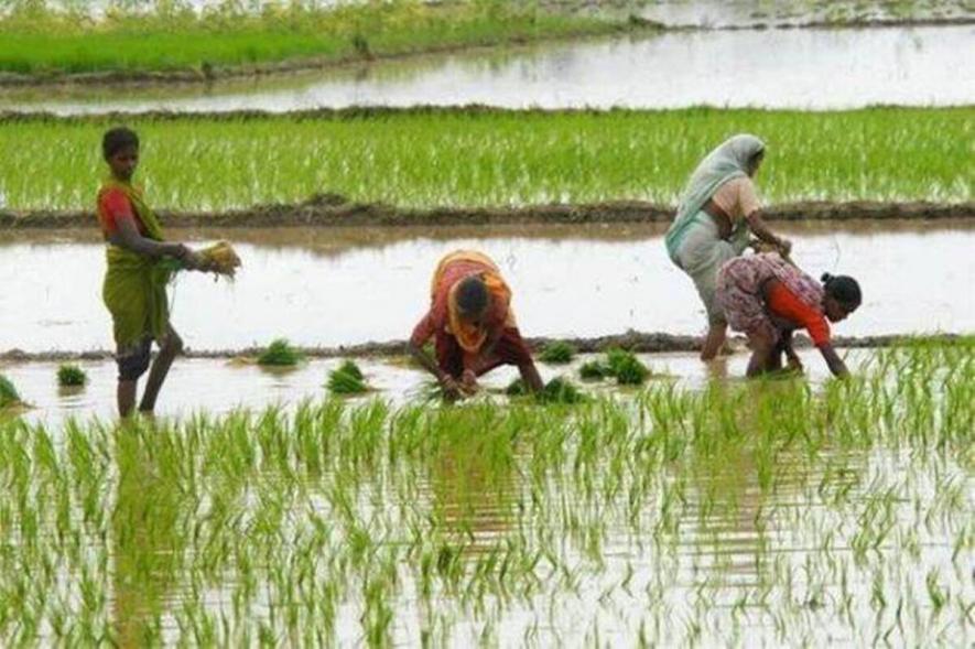 Maharasthra: Agricultural Activities Badly Affected by Inflation