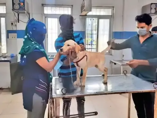 MP: Exotic Dogs, Cats Given Treatment Discount After Showing BPL Card at Bhopal Animal Hospital