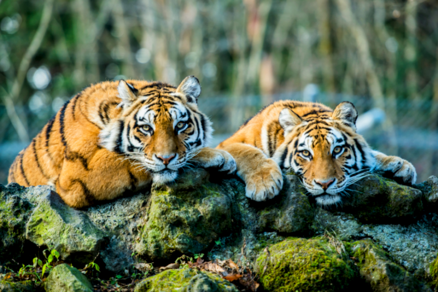 Studying Mutations Across Mammalian Species Shed New Lights on Ageing