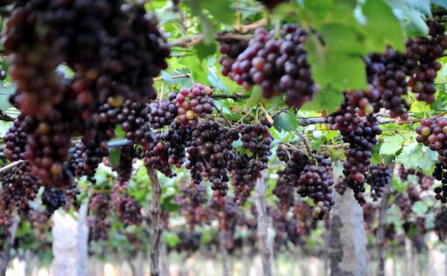 Mizoram: Grape Farmers Threaten Agitation as Excise Dept Seizes Locally Made Wine