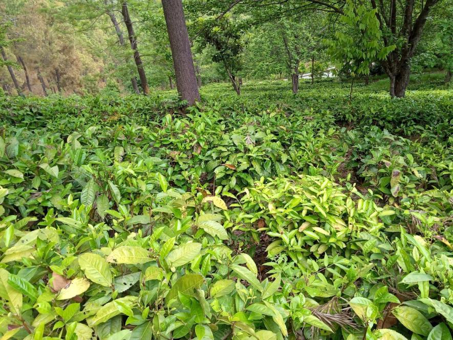 The tea gardens of Kausani.
