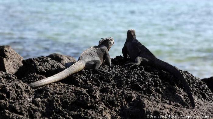 Marine-protected areas have let species thrive far from human interference