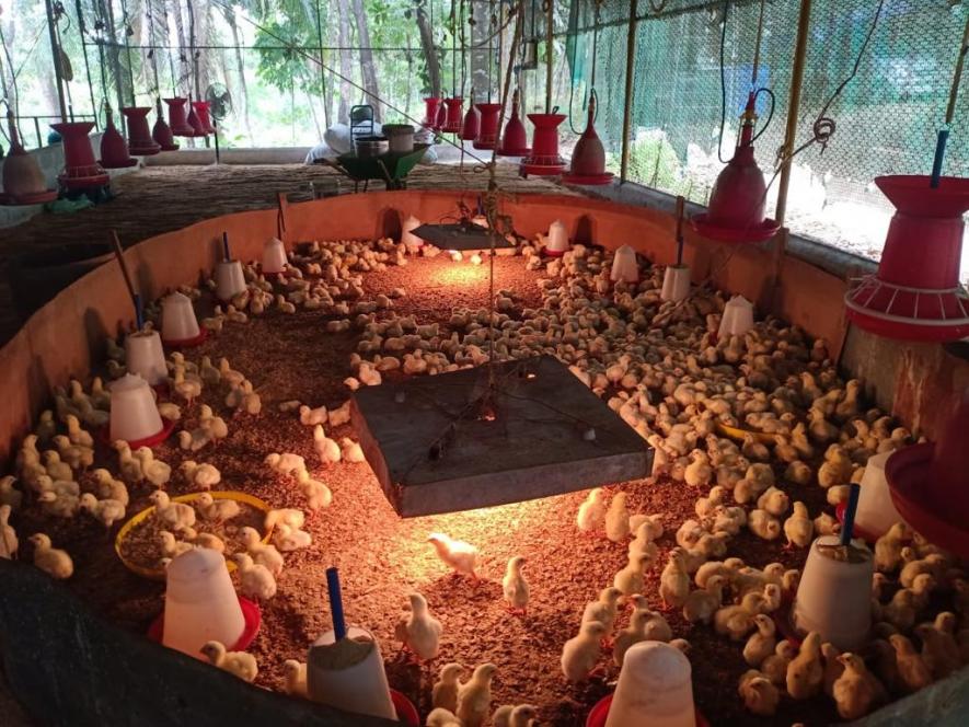 A poultry farm associated with the project