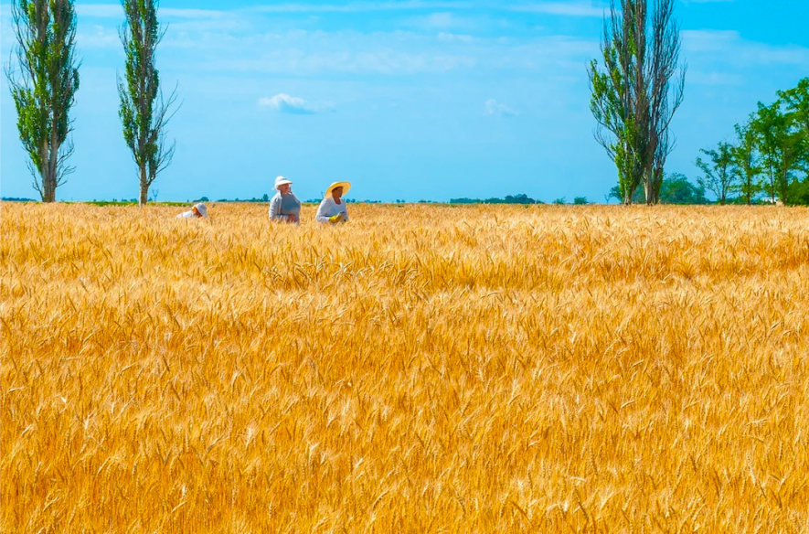 Ukraine wheat crisis