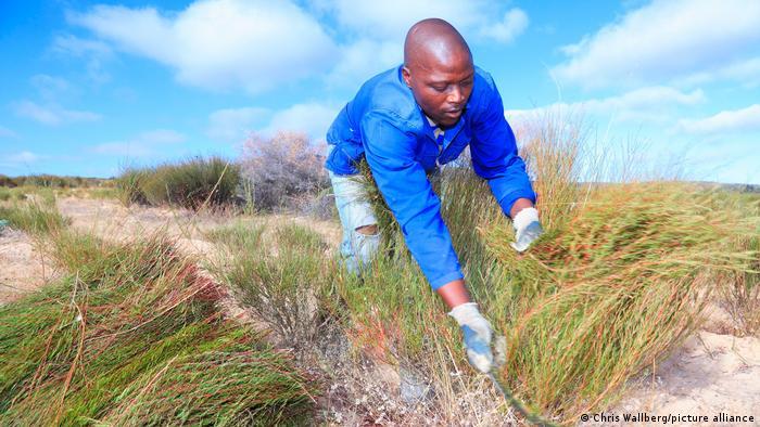 How can developing countries confront biopiracy?A deal between the rooibos industry and Indigenous communities in South Africa was intended to respect 'traditional knowledge-holders'