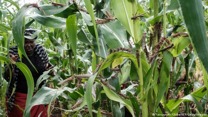 Disease and pests like locusts can inflict greater damage to large, monocrop farms, Chivange said.