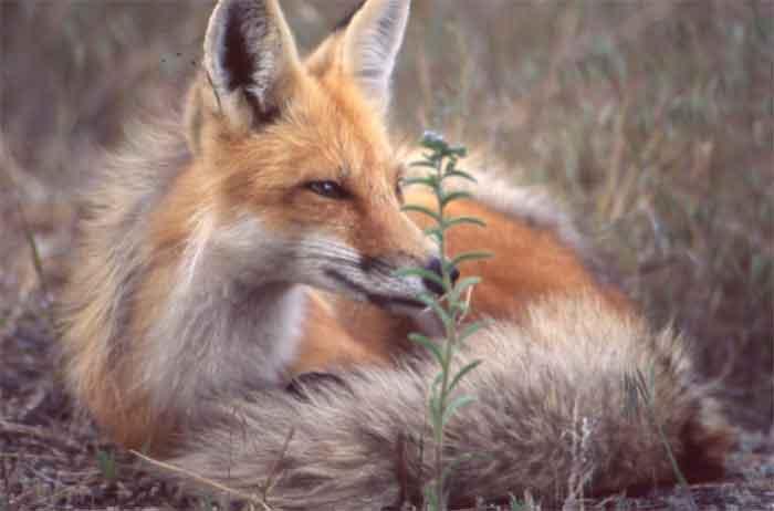 How I Found Myself Befriending a Wild Fox