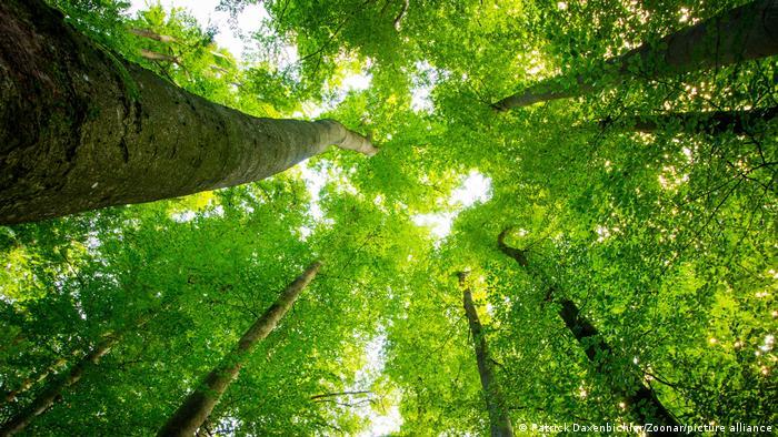 Forests are valuable carbon sinks, but scientists say we shouldn't rely on them to solve the climate crisis 