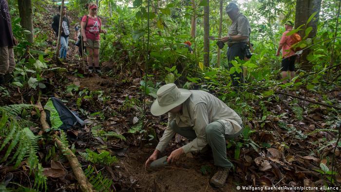 Protecting and restoring tropical forests is crucial because they sequester more carbon than their temperate counterparts