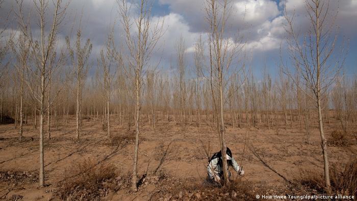 In China, farmers have planted drought-hardy poplars suited to the local soil as part of efforts to fight desertification