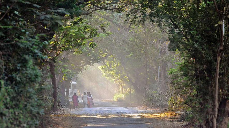 Aarey