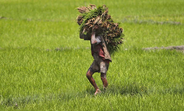 Only 50% of 3.7 cr Farmers Benefitted From Loan Waiver Since 2014: Study