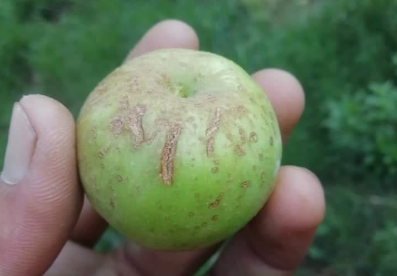 Damaged apple in Puran Thakur’s orchard