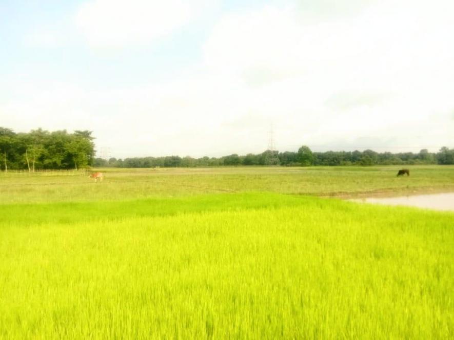 A Paddy field of Assam, with half remaining barren