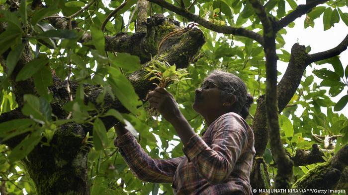 Replanting: local women in India's Western Ghats mountains are protecting a last enclave of biodiversity