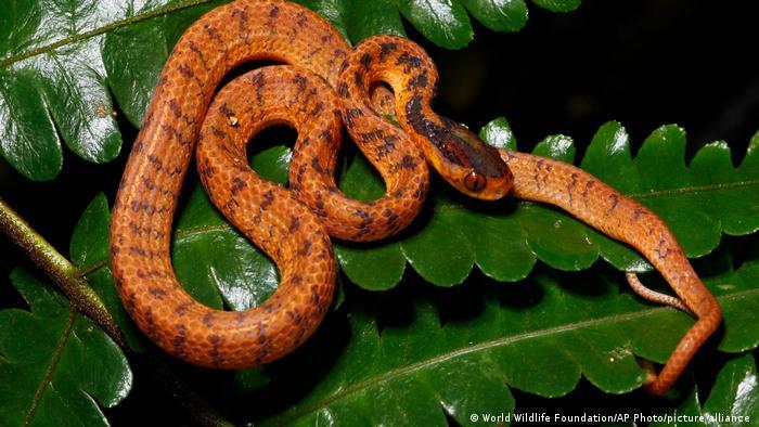 Twin slug snake: recently found in the biodiverse Mekong region of Southeast Asia, it symbolizes the need to protect habitats 