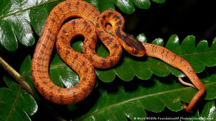 Twin slug snake: recently found in the biodiverse Mekong region of Southeast Asia, it symbolizes the need to protect habitats