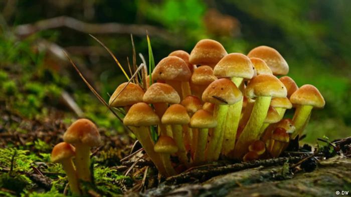 Wild mushroom species are essential to the rich ecosystems that can benefit human lives