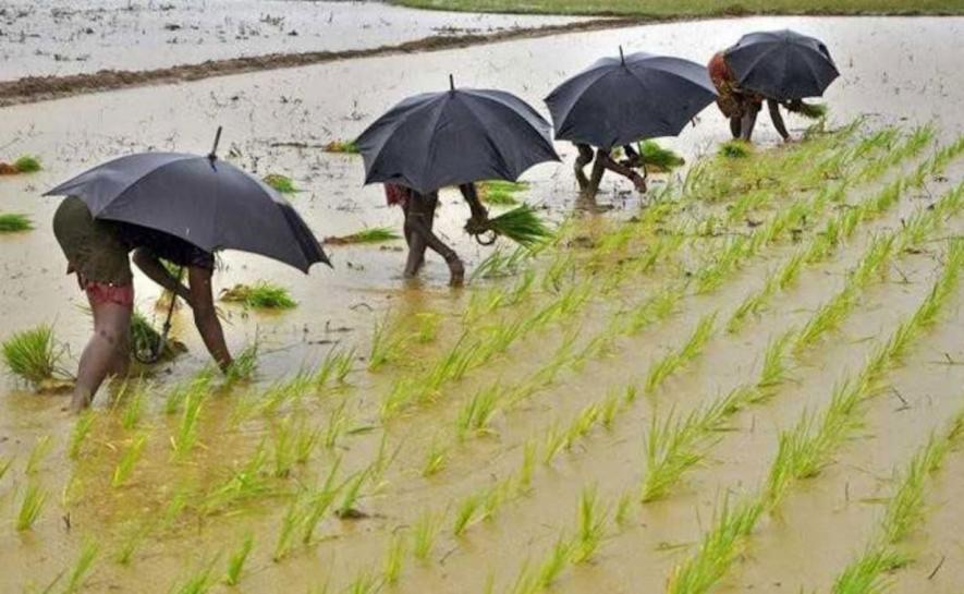 Poor Rains Hit Paddy Sowing; Acreage Down 17% so far in Kharif Season: Official Data