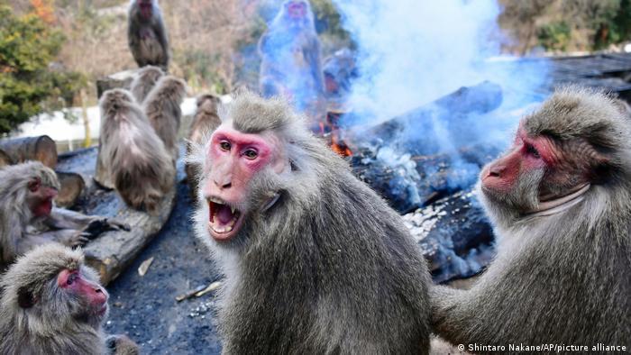 There has been a sharp increase in reports of attacks by monkeys this summer
